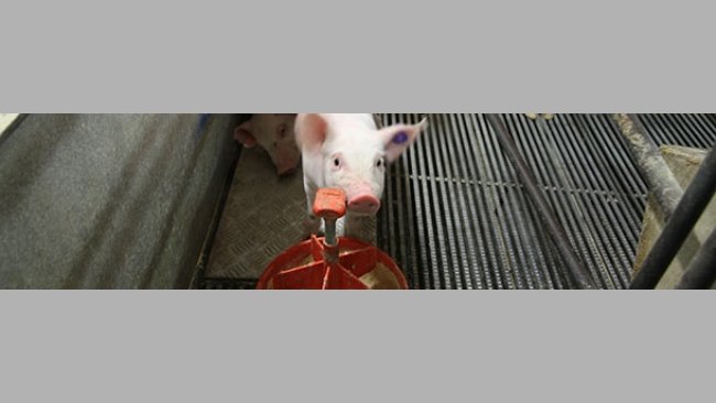 In weaner diets it is clear that the use of ingredients that trigger potential bitter taste needs to be avoided