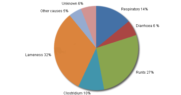 Distribution of the % of losses, according to their cause, in the fattening stage of the farms with diarrhoea problems