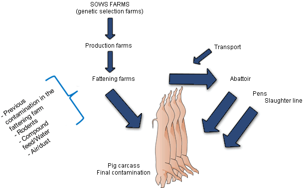 Influence of the different production stages on the contamination in the following stage and on the final contamination of the carcass.