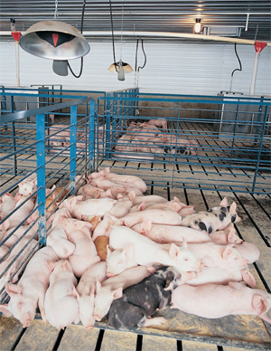 New publication helps farmers conserve energy in swine facilities