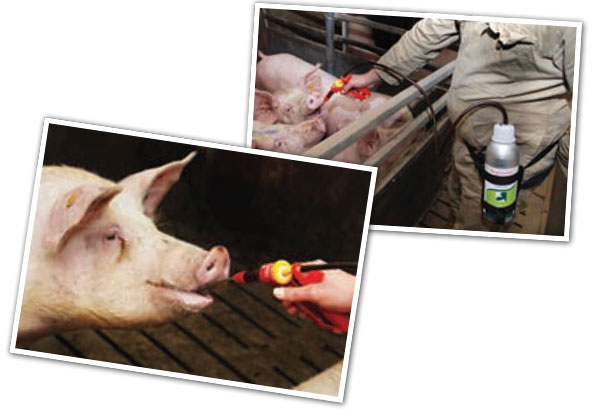 Training the sows with fruit juice for the intake of hormonal treatments