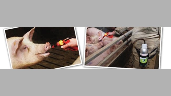 Training the sows with fruit juice for the intake of hormonal treatments