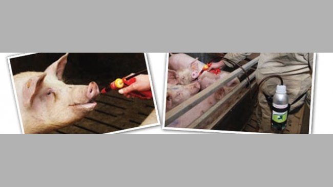 Training the sows with fruit juice for the intake of hormonal treatments