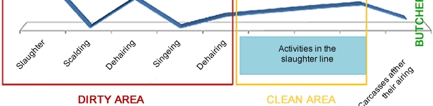 Evolution of the prevalence in the carcasses during their slaughter operations.