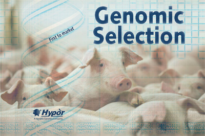 Hypor first to market with Genomic Selection