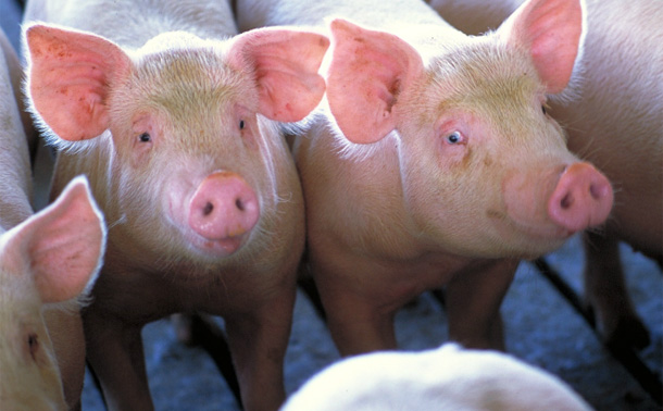 Keep sows cool this summer by managing rations, routines