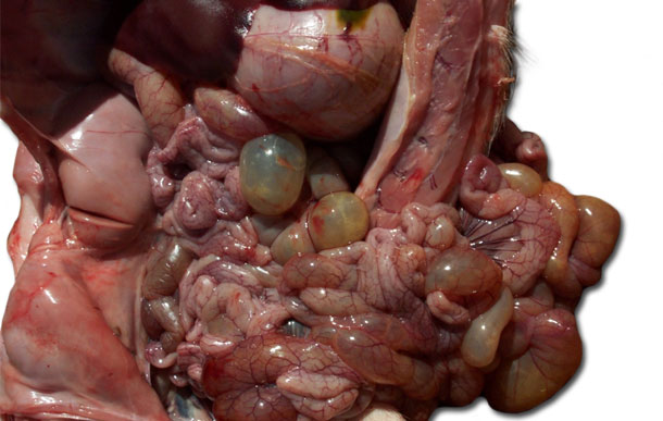 Autopsy of affected nursery pig, note loops of small and large intestine.