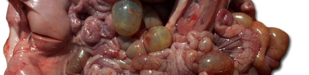 Autopsy of affected nursery pig, note loops of small and large intestine.
