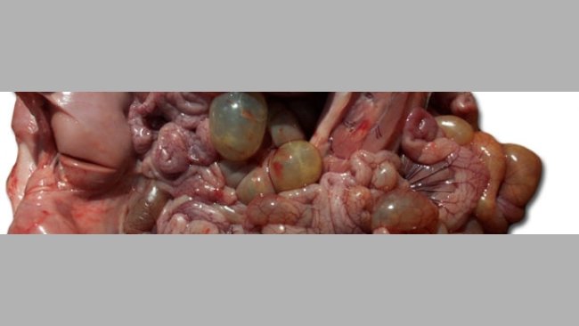 Autopsy of affected nursery pig, note loops of small and large intestine.