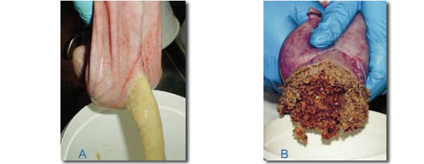 The pig to the left was fed pelleted feed, the pig to the right was fed home-mixed feed. The content of the ventricle to the left is fluid, the gut content will have fewer lactobacilli, lower level of organic acids, and more coliform, compared to the pig fed home-mix