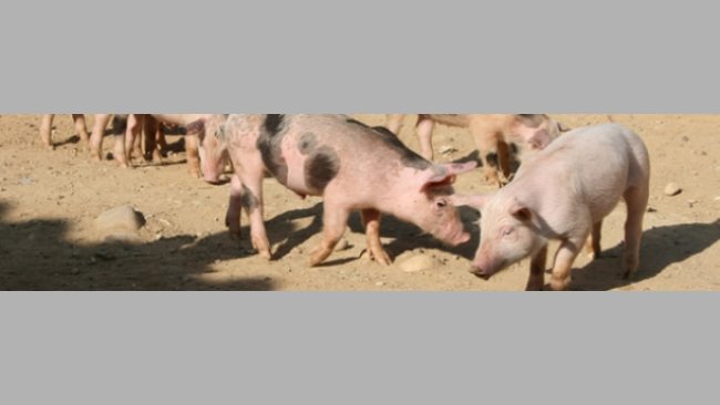 weaning