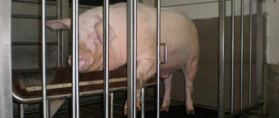 Landrace boar in an artificial insemination centre