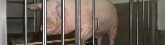 Landrace boar in an artificial insemination centre