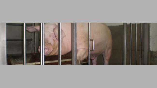 Landrace boar in an artificial insemination centre