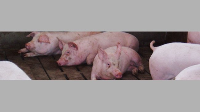 Swine fattening stage