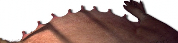 How do we even out the litters after the farrowings? (III) Making them equal according to number and size