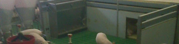 Home-made nests for the piglets