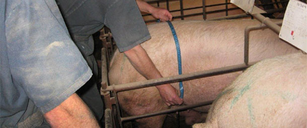 A quick way for measuring the sows consists in the division of the distance to be measured by two (a half), taking only one measurement: the distance from the spine (central point) to one of the two flanks