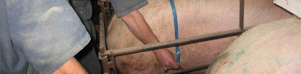 A quick way for measuring the sows consists in the division of the distance to be measured by two (a half), taking only one measurement: the distance from the spine (central point) to one of the two flanks