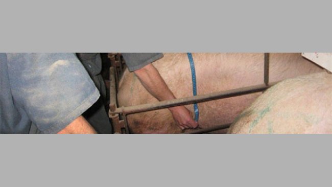 A quick way for measuring the sows consists in the division of the distance to be measured by two (a half), taking only one measurement: the distance from the spine (central point) to one of the two flanks