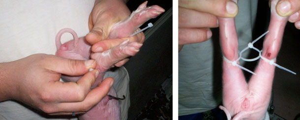 We hold the legs of the piglets together with plastic straps, avoiding that they move apart from each other