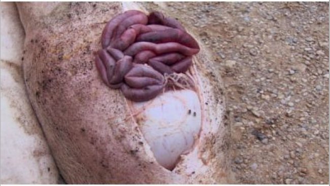 Necropsy of a pig affected by a gastric ulcer
