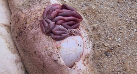 Necropsy of a pig affected by a gastric ulcer