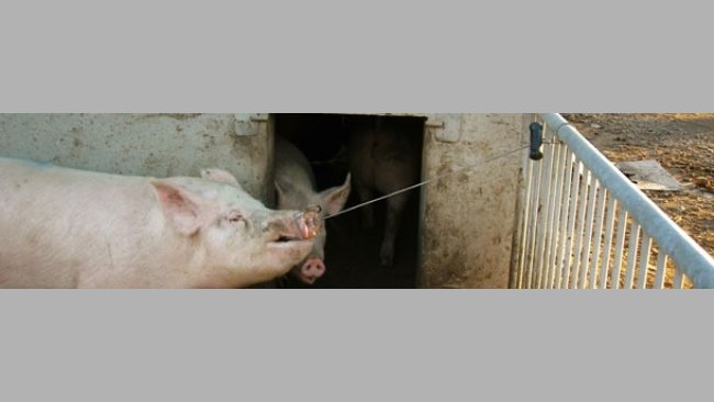 The pig remains held on its own and it will not escape, because it always has a tendency to pull backwards.
