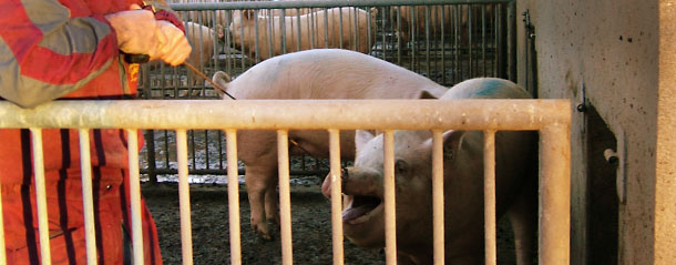 We lasso the pig in the normal way and we pull until we can hold the end of the cable around a rail in the pen.