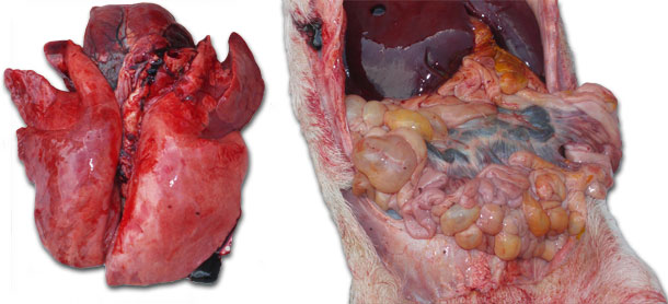 Severe lung congestion and an enteritis with a variable seriousness with a more or less important involvement of the mesenteric lymph nodes.