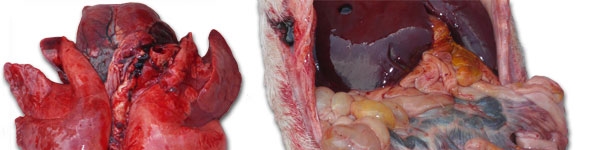 Severe lung congestion and an enteritis with a variable seriousness with a more or less important involvement of the mesenteric lymph nodes.