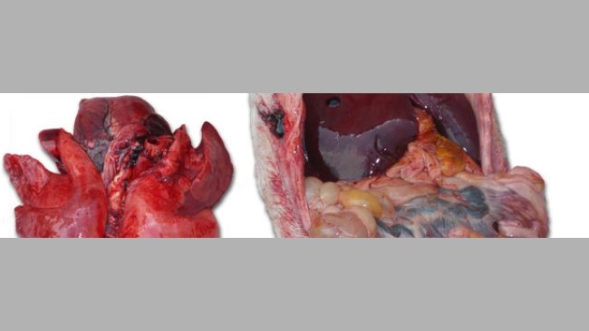 Severe lung congestion and an enteritis with a variable seriousness with a more or less important involvement of the mesenteric lymph nodes.