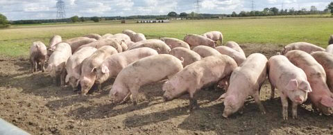 120 sows on Des Allens farm