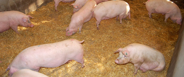 Europe will need sows with the ability to perform under group-housing systems when the new partial stall ban comes into force in 2013.