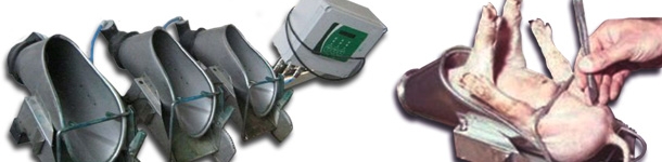 Castration of a piglet