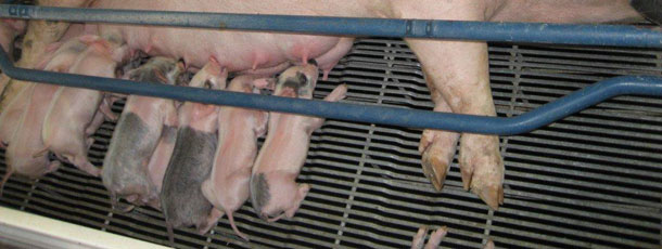 Sow with piglets