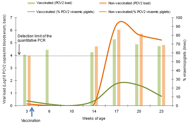 Comparative figure of the dynamics of the percentage of viraemic piglets and the average viral load in the viraemic piglets