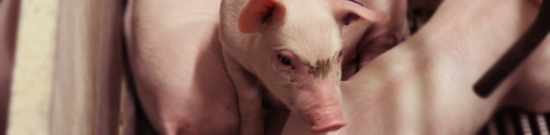 Piglet in the farrowing quarters