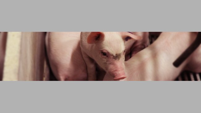 Piglet in the farrowing quarters