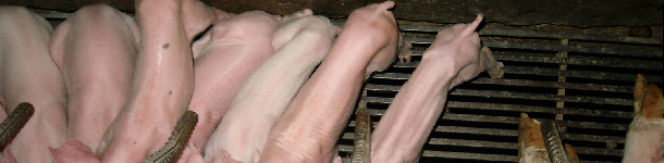 Thin piglet