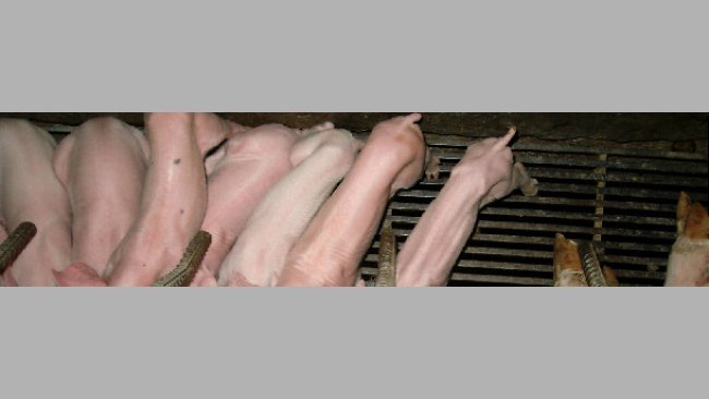 Thin piglet
