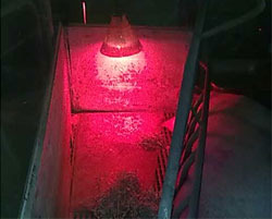 Heat lamp that bothers a sow.