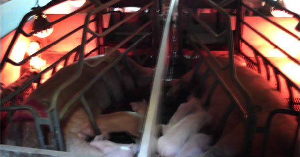 If the heat lamp bothers them, the sows normally lay turning their back to it.