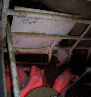 Metallic sheet to protect the sow from the light and the heat of the heating lamp.
