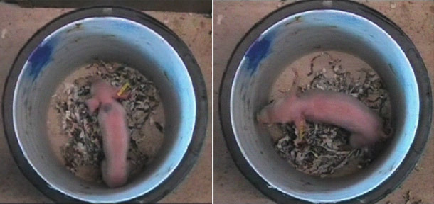 Piglet in a bucket in order to evaluate its viability