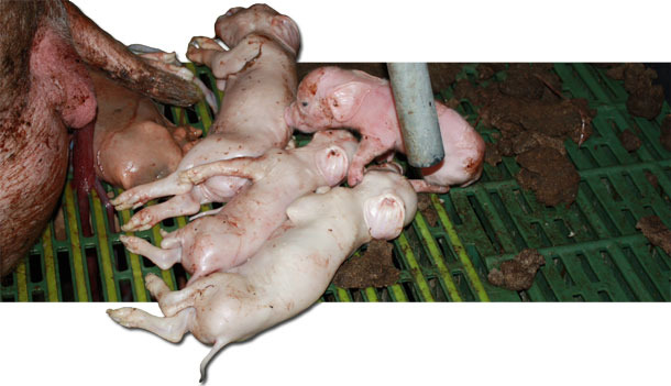 Stillborn piglets