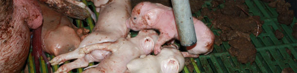 Stillborn piglets