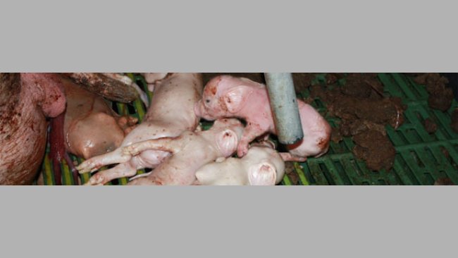 Stillborn piglets