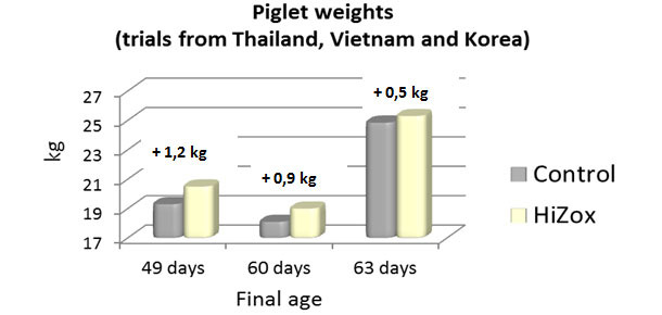 Piglet weights