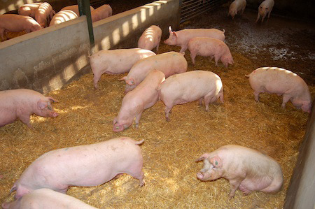 The EU has banned the use of stalls for sows throughout most of their pregnancy